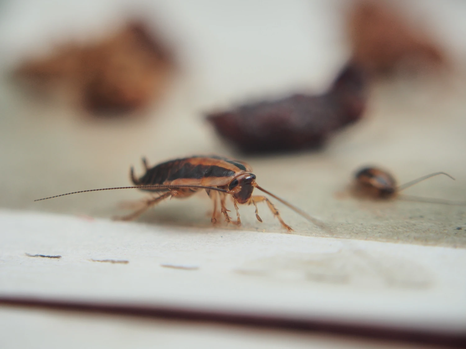 A cockroach stuck to the sticky paper. Domestic insect.