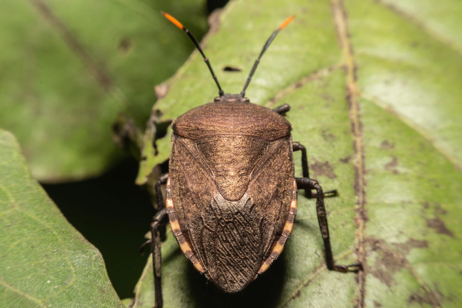A Brown Marmorated Stink Bug with his distinctive stripped antennae crawling along a light piece of green leaves.<br />