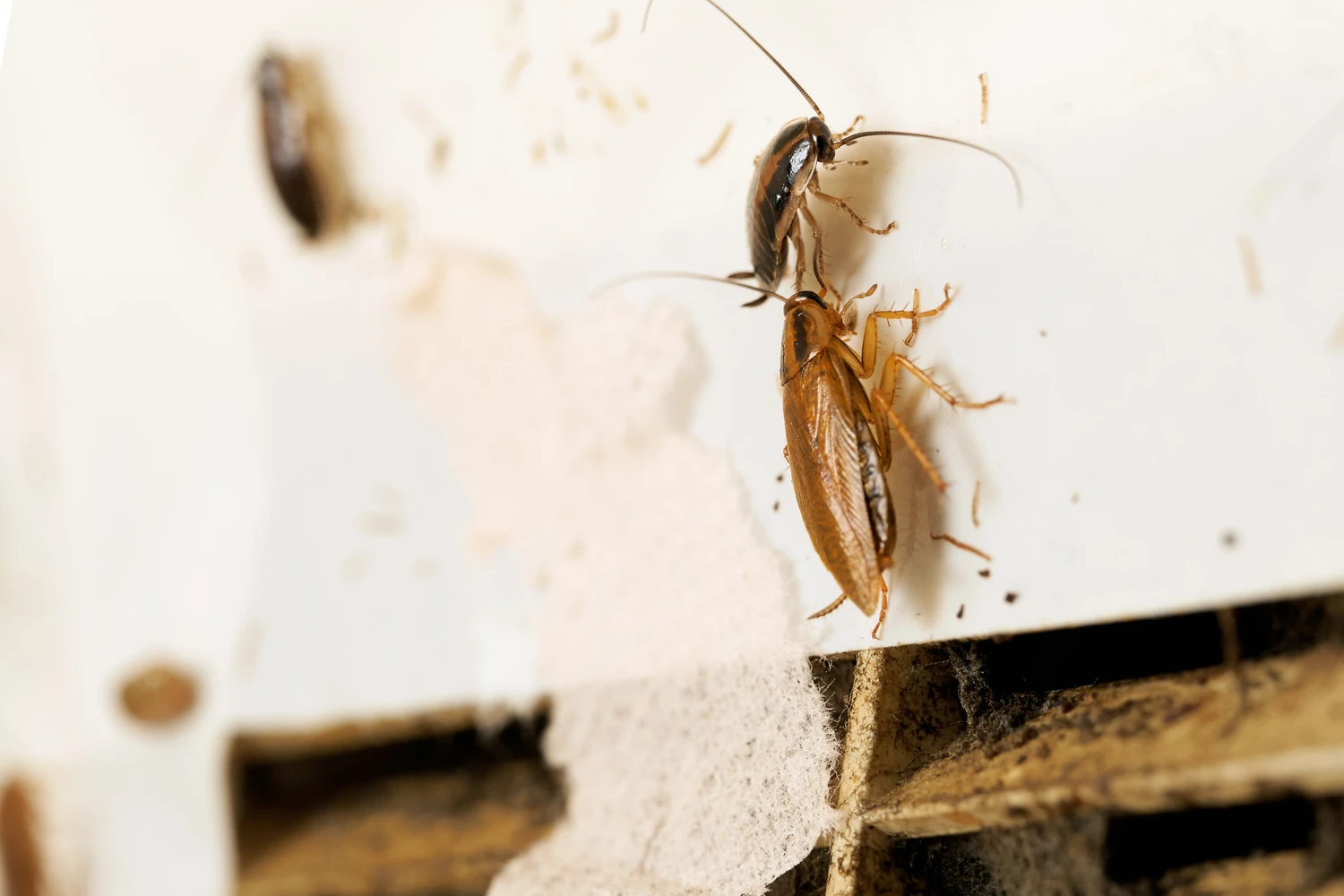 Red cockroaches sitting near a ventilation grille in the kitchen