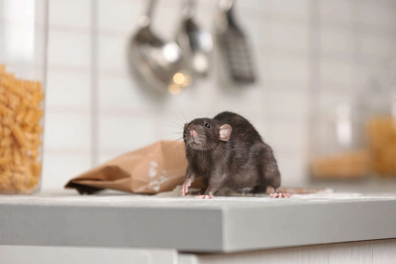 Rat near bag of flour on kitchen counter. Household pest