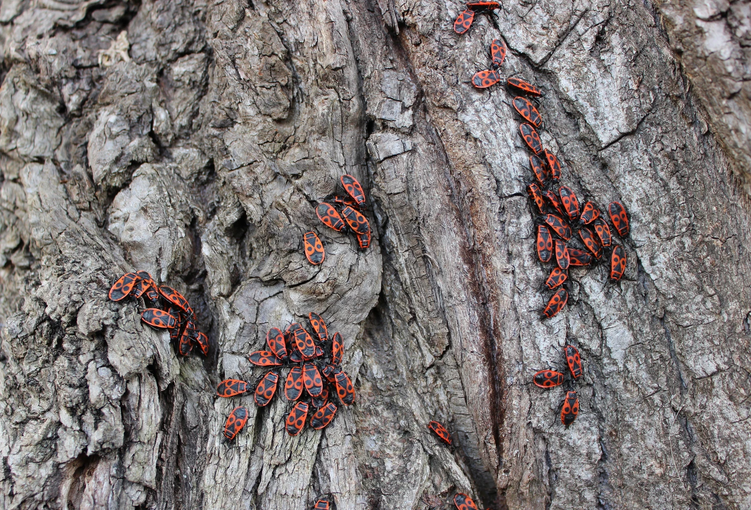 Texture Of Old Tree Bark With Groups Of Red Bugs Detailed Stock Photo
