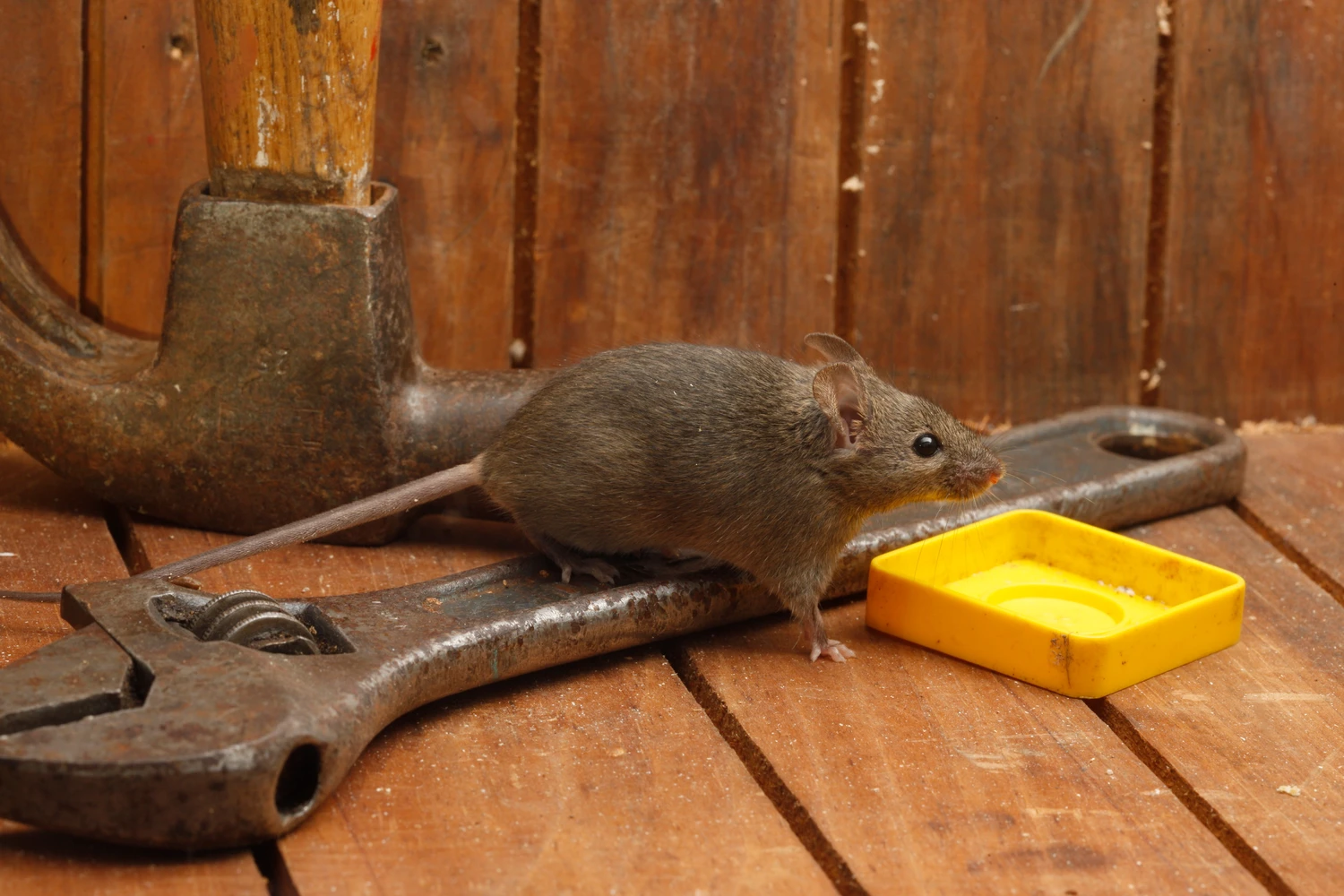 House mouse, Mus musculus,