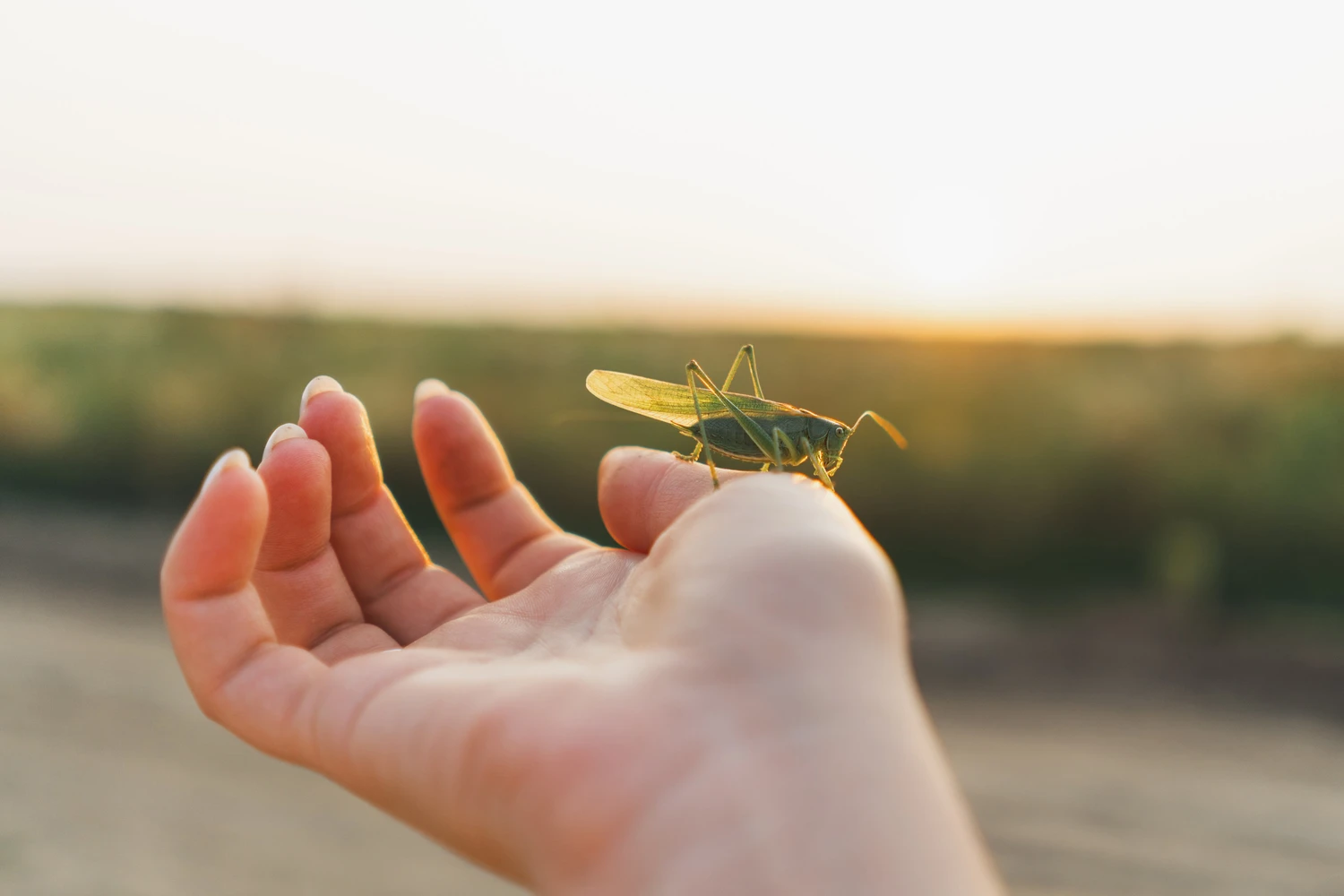 Meadow grasshopper on female hand