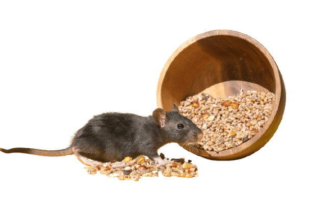 A cute mouse with a long tail is sitting in a grain on a yellow table. Copy space. A plate of food for a pet<br />