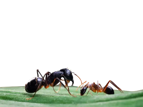 ants on a leaf