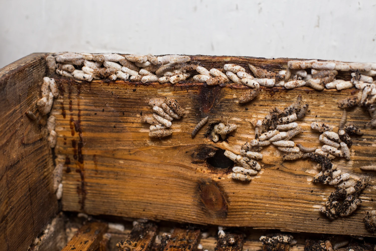 The cover of the hive is infected with a wax moth.