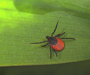 photo of a blacklegged tick which can be a carrier of lyme disease.
