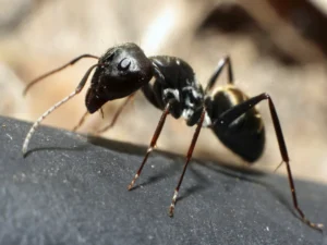 carpenter ants