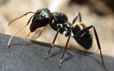 Your Guide to Ant Control: Get Rid of Ants in Your Home