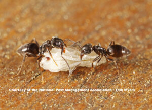 odorous house ants