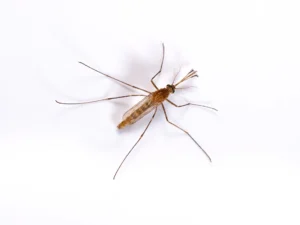 southern mosquito that is light brown in color with 6 legs