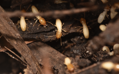 Termite Prevention: What You Need to Know