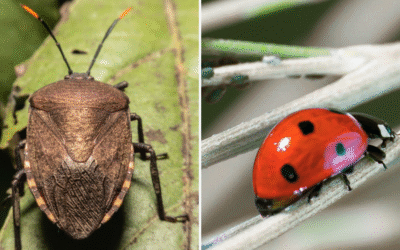 Stinkbugs & Ladybugs – How To Tackle These Seasonal Invaders