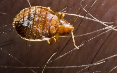 Bed Bugs & What You Need To Know
